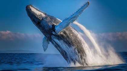 Rocket Pool price dumped as whales sold at the local top